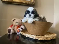 Little Teddy, a male Shih Tzu for sale in Troy, MI – 1 of 10