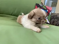Milo, a male Shih Tzu for sale in Troy, MI – 3 of 7