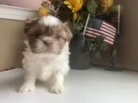 Little Cupcake 🩷🌟, a female Shih Tzu for sale in Troy, MI – Photo 4 of 10