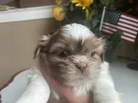 Little Cupcake 🩷🌟, a female Shih Tzu for sale in Troy, MI – Photo 5 of 10