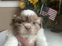 Little Cupcake 🩷🌟, a female Shih Tzu for sale in Troy, MI – Photo 8 of 10