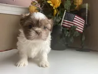 Little Cupcake 🩷🌟, a female Shih Tzu for sale in Troy, MI – Photo 6 of 10