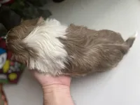 Little Cupcake 🩷🌟, a female Shih Tzu for sale in Troy, MI – Photo 3 of 10