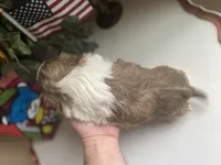 Little Cupcake 🩷🌟, a female Shih Tzu for sale in Troy, MI – Photo 7 of 10