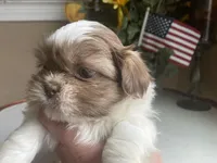 Little Cupcake 🩷🌟, a female Shih Tzu for sale in Troy, MI – Photo 10 of 10