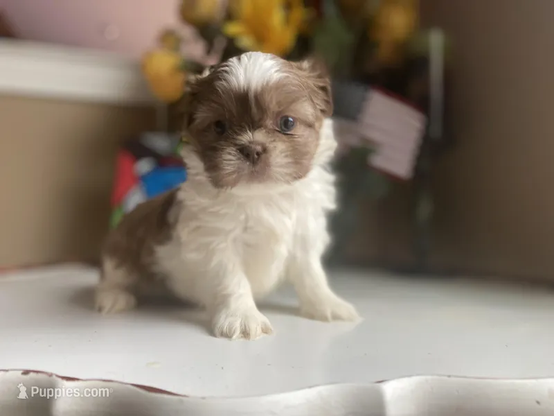 Little Cupcake 🩷🌟, a female Shih Tzu for sale in Troy, MI – Photo 1 of 10