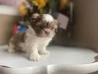 Little Cupcake 🩷🌟, a female Shih Tzu for sale in Troy, MI – Photo 2 of 10