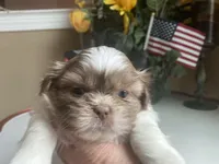 Little Cupcake 🩷🌟, a female Shih Tzu for sale in Troy, MI – Photo 9 of 10