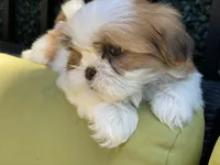 Sasha, a female Shih Tzu for sale in Troy, MI – 5 of 9