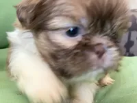 Bella, a female Shih Tzu for sale in Troy, MI – 4 of 10