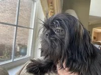 Maya AKC, a female Shih Tzu for sale in Troy, MI – Photo 7 of 8