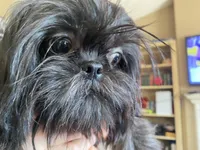 Maya AKC, a female Shih Tzu for sale in Troy, MI – Photo 6 of 8