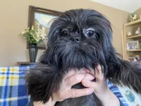 Maya AKC, a female Shih Tzu for sale in Troy, MI – Photo 3 of 8