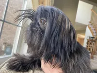 Maya AKC, a female Shih Tzu for sale in Troy, MI – Photo 5 of 8