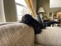 Maya AKC, a female Shih Tzu for sale in Troy, MI – Photo 8 of 8