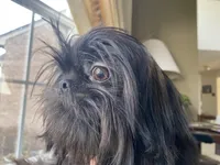 Maya AKC, a female Shih Tzu for sale in Troy, MI – Photo 1 of 8