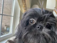 Maya AKC, a female Shih Tzu for sale in Troy, MI – Photo 4 of 8