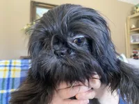 Maya AKC, a female Shih Tzu for sale in Troy, MI – Photo 2 of 8