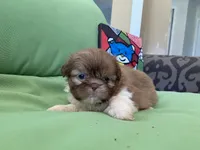 Bella, a female Shih Tzu for sale in Troy, MI – 8 of 10