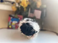 Lucky, a male Shih Tzu for sale in Troy, MI – Photo 3 of 9