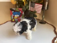 Lucky, a male Shih Tzu for sale in Troy, MI – Photo 2 of 9