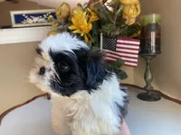 Lucky, a male Shih Tzu for sale in Troy, MI – Photo 1 of 9