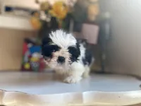 Lucky, a male Shih Tzu for sale in Troy, MI – Photo 4 of 9