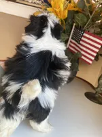 Lucky, a male Shih Tzu for sale in Troy, MI – Photo 8 of 9