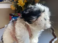 Lucky, a male Shih Tzu for sale in Troy, MI – Photo 6 of 9