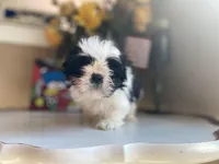 Lucky, a male Shih Tzu for sale in Troy, MI – Photo 5 of 9