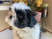 Lucky, a male Shih Tzu for sale in Troy, MI – Photo 9 of 9