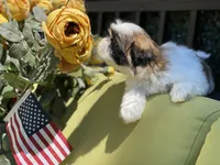 Cupcake, a female Shih Tzu for sale in Troy, MI – 9 of 10