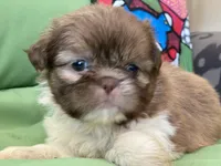 Bella, a female Shih Tzu for sale in Troy, MI – 9 of 10