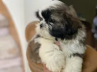 Little Teddy, a male Shih Tzu for sale in Troy, MI – 9 of 10