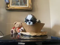 Little Teddy, a male Shih Tzu for sale in Troy, MI – 7 of 10