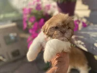 Sweet Bella , a female Shih Tzu for sale in Troy, MI – 2 of 8