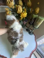Little Vinny, a male Shih Tzu for sale in Troy, MI – 5 of 9