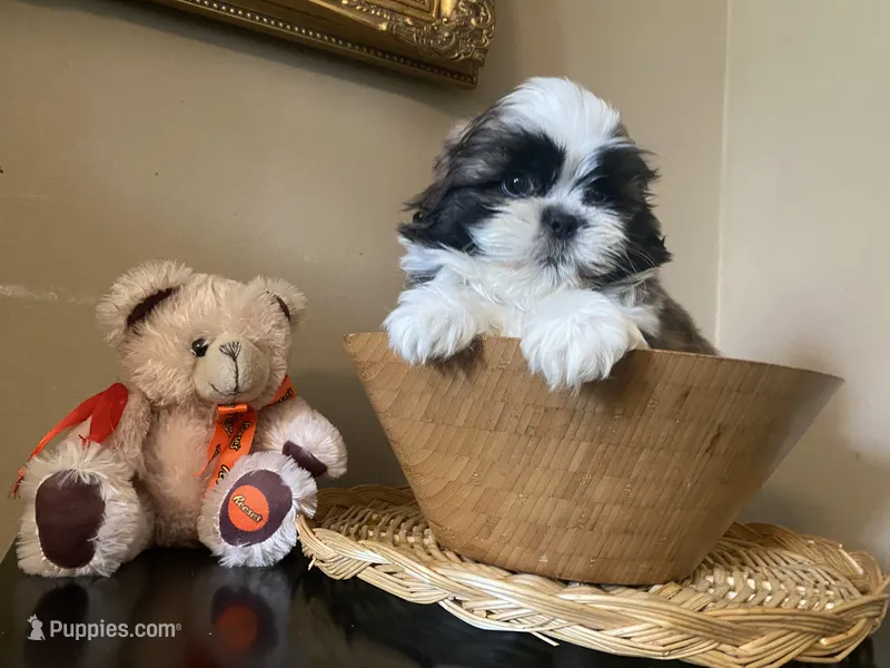 Little Teddy – Shih Tzu puppy for sale in Troy, MI