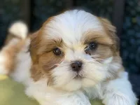 Sasha, a female Shih Tzu for sale in Troy, MI – 8 of 9