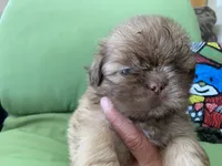 Leo, a male Shih Tzu for sale in Troy, MI – 4 of 7