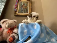 Little Romeo, a male Shih Tzu for sale in Troy, MI – 9 of 10