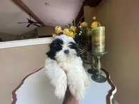Little Ralp, a male Shih Tzu for sale in Troy, MI – 8 of 10
