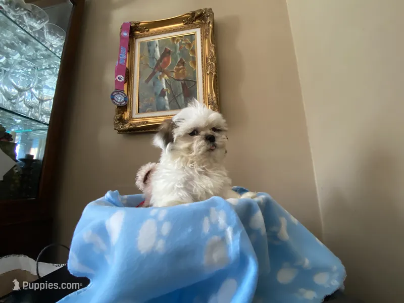 Little Romeo – Shih Tzu puppy for sale in Troy, MI