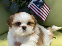 Bruno, a male Shih Tzu for sale in Troy, MI – 3 of 9