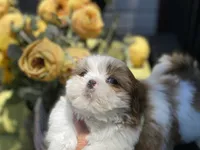 Astro, a male Shih Tzu for sale in Troy, MI – 4 of 9