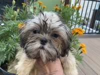 Little Lucky, a male Shih Tzu for sale in Troy, MI – 7 of 10