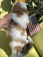 Astro, a male Shih Tzu for sale in Troy, MI – 9 of 9