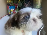 Little Vinny, a male Shih Tzu for sale in Troy, MI – 7 of 9