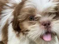 Little Eva, a female Shih Tzu for sale in Troy, MI – 3 of 10