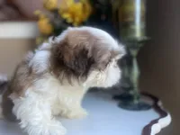 Little Vinny, a male Shih Tzu for sale in Troy, MI – 6 of 9
